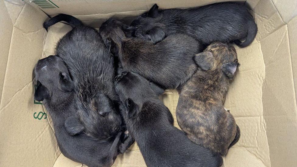 Six black puppies (the one of the far right has light brown specks in its fur) are all lying together in a cardboard box.