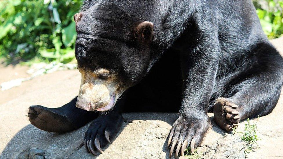 Mayan sun bear