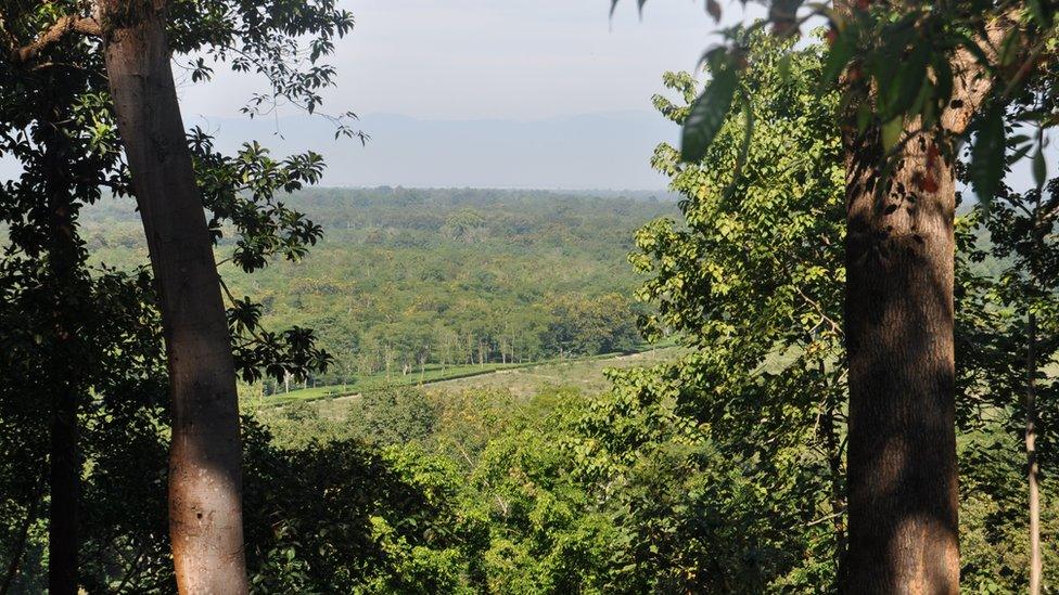 Forest land being cleared for tea plantations in Assam