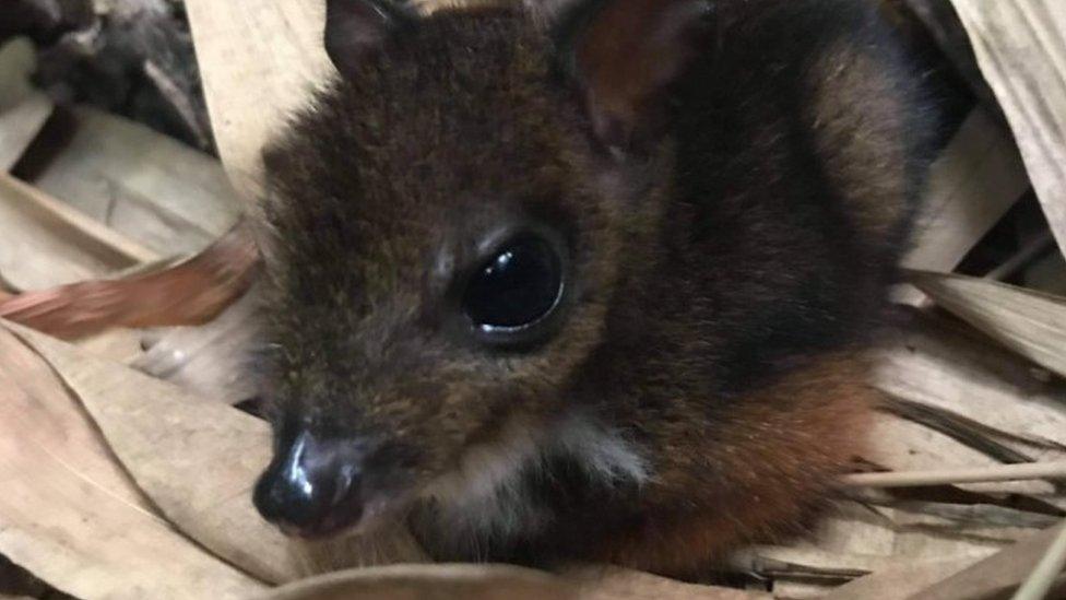 Javan Chevrotain