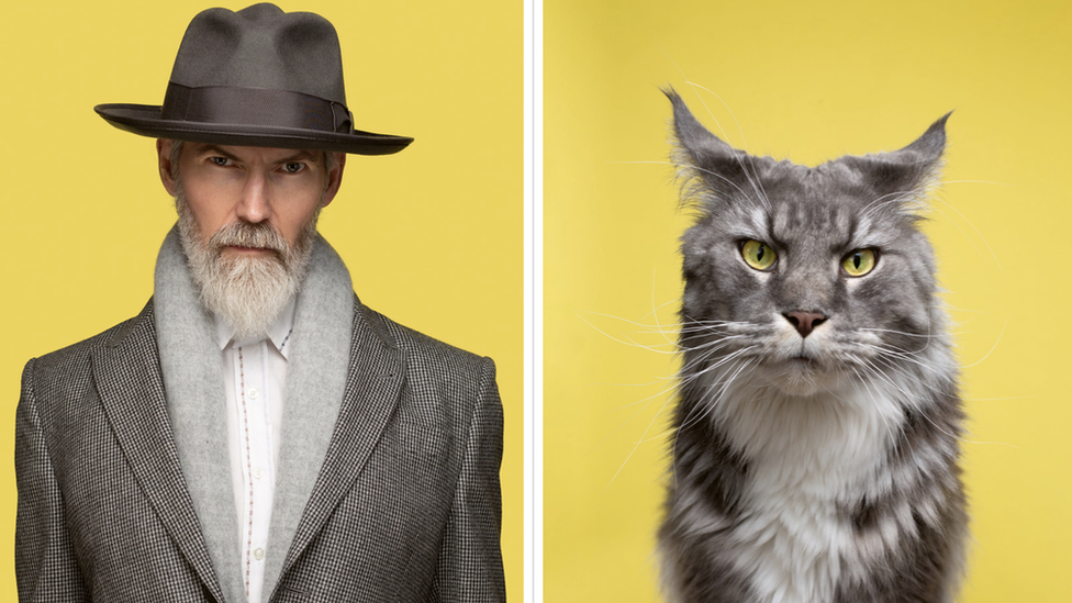 Dominic and Merlin (Blue Tabby Maine Coon).