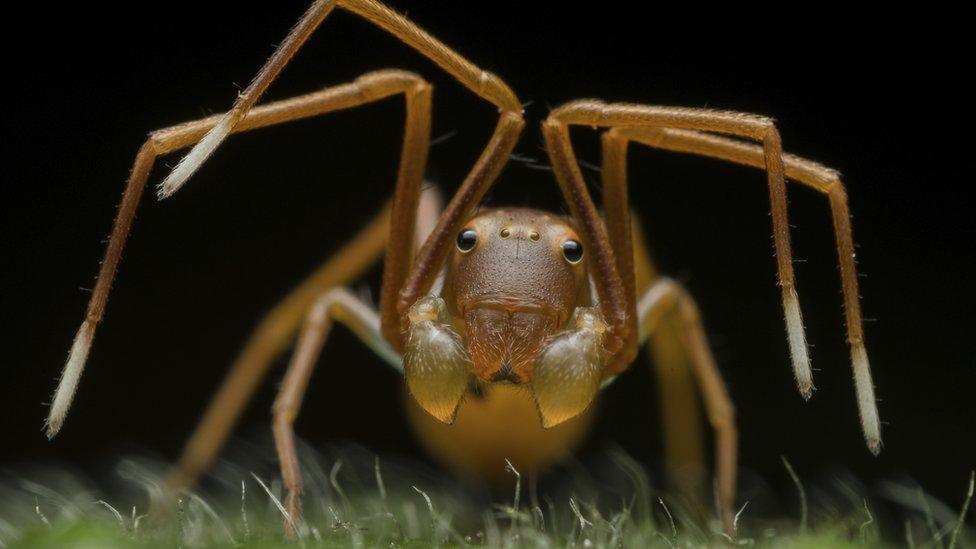 ant-mimicking-crab-spider.