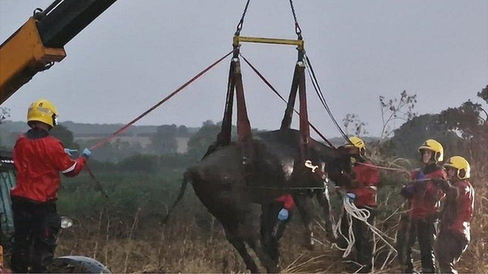 Cow being rescued from thick mud