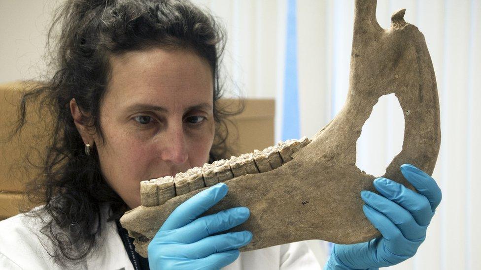 Dr Katherine Kanne from the University of Exeter measuring horse bones