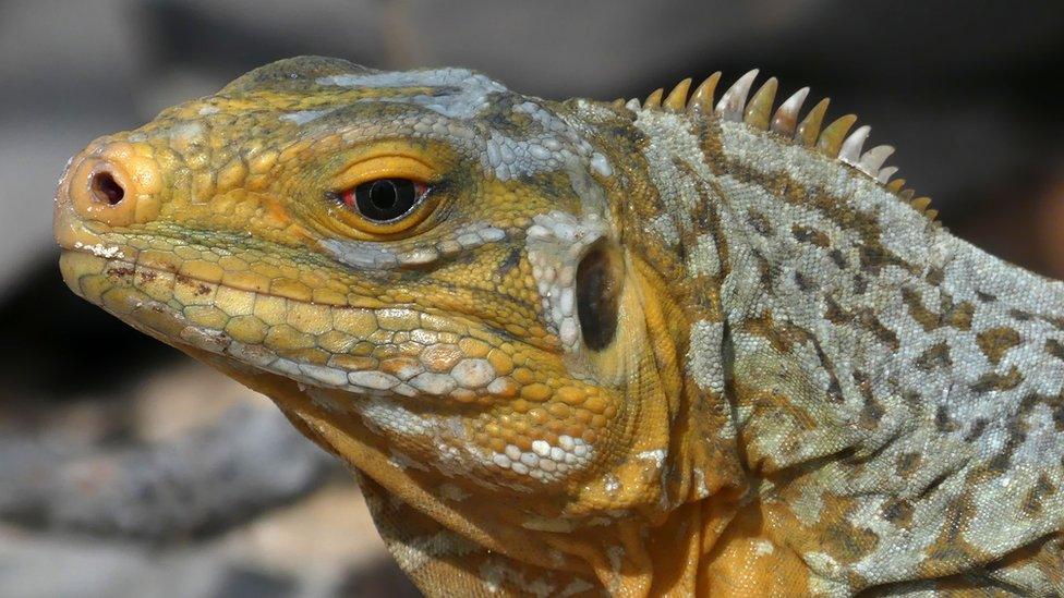 White Cay rock iguana