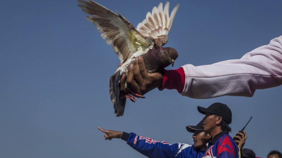 File image of pigeon racers in Indonesia