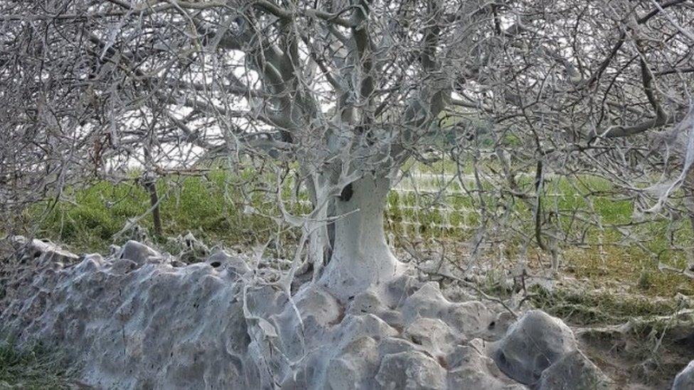 Caterpillar-infested tree