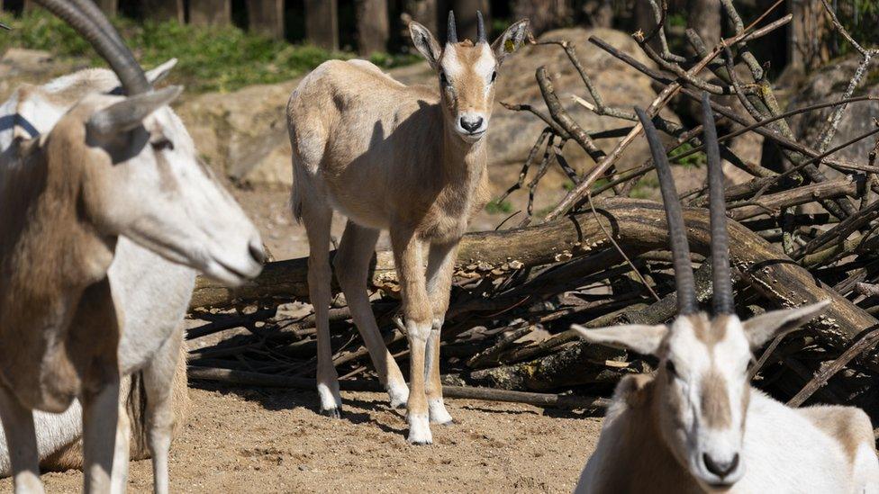 Scimitar-horned oryx calf Freya