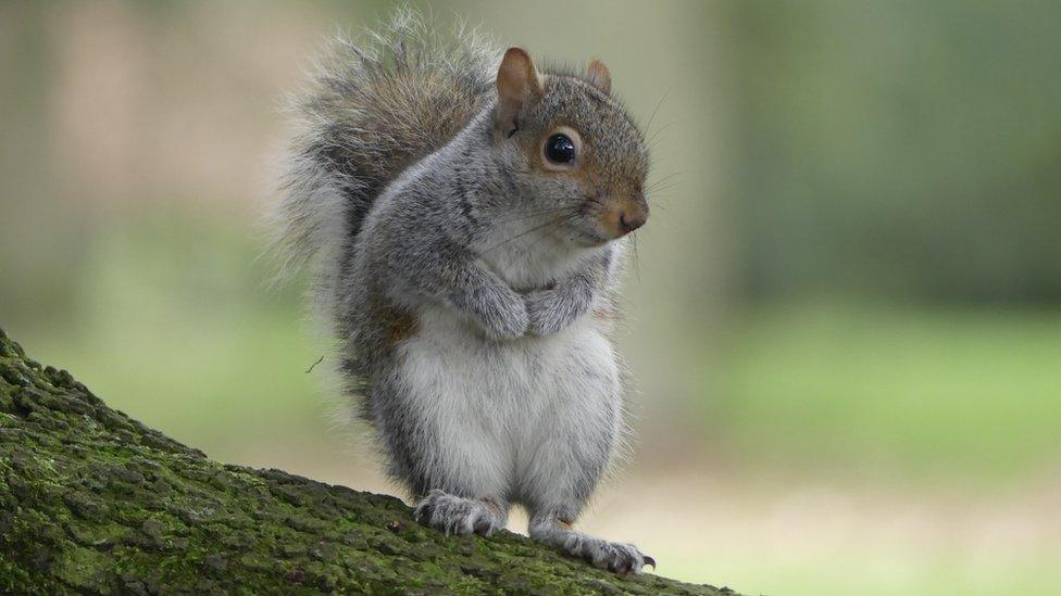 Squirrel in a tree