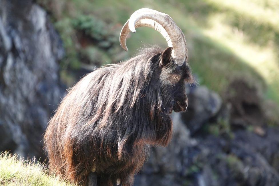 Wild goat 