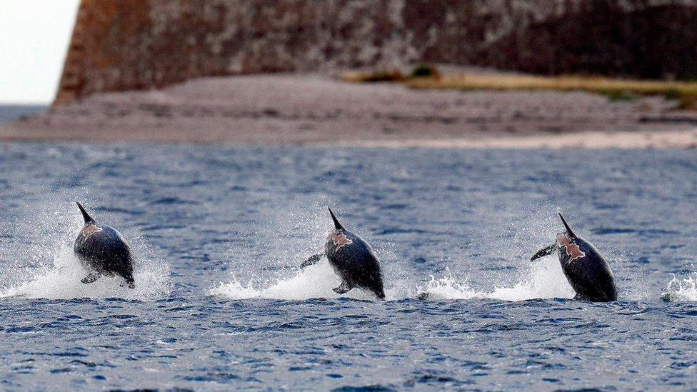 A sequence of images taken of Spirtle near Fort George on the Moray Firth