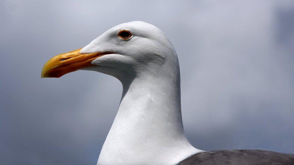 Gull