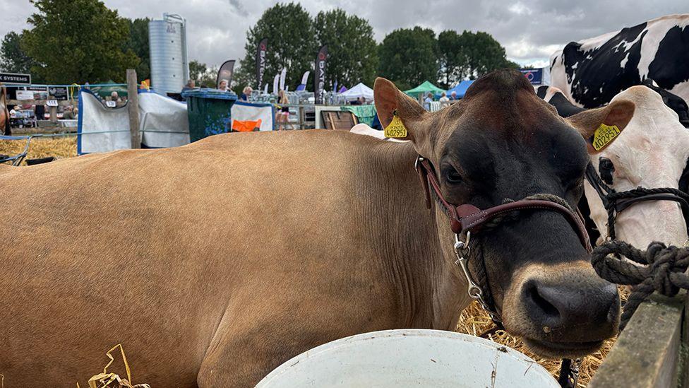 A large brown cow lies down next to a bowl of water