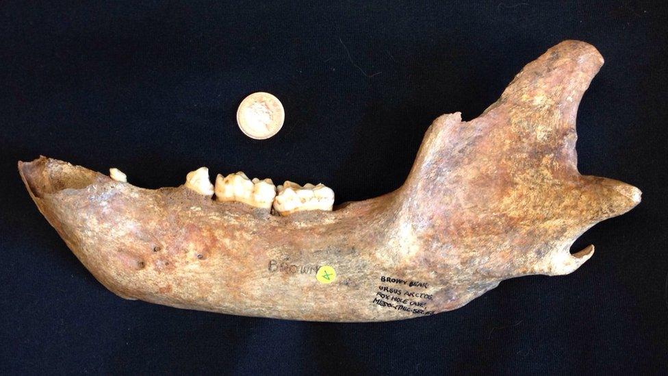 The jaw of a bear from Foxhole Cave, Derbyshire