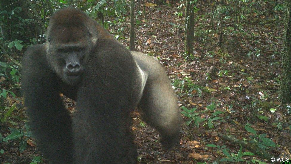 A silverback Cross River gorilla