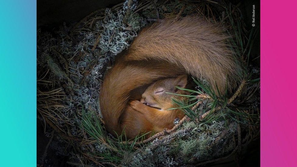 squirrel-sleeping