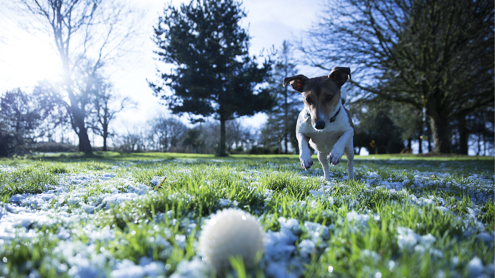 A Jack Russell dog enjoying the cold weather