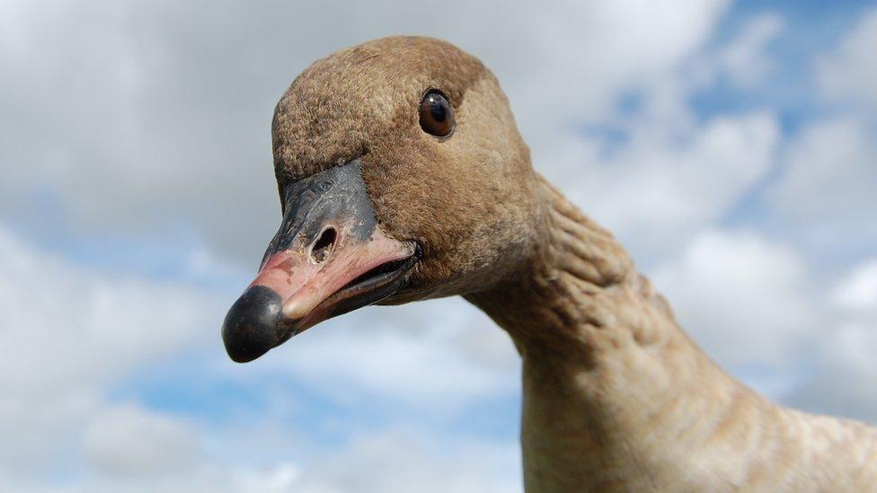 Pink-footed goose