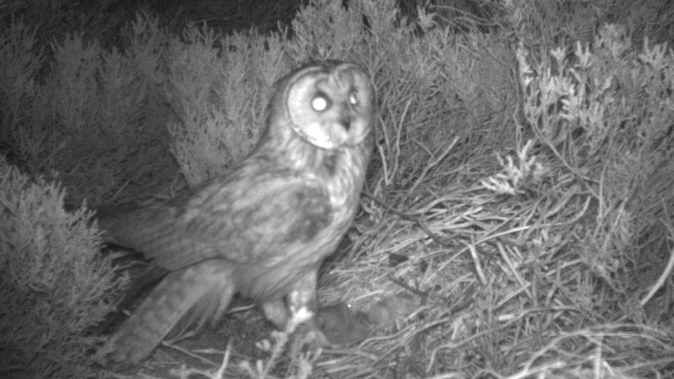 Long-eared owl with chicks