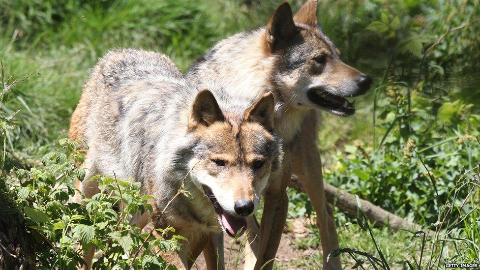 European grey wolves