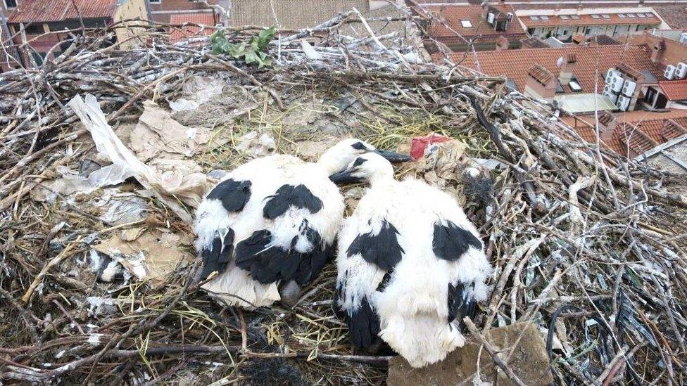 stork-chicks-rubbish-nest.