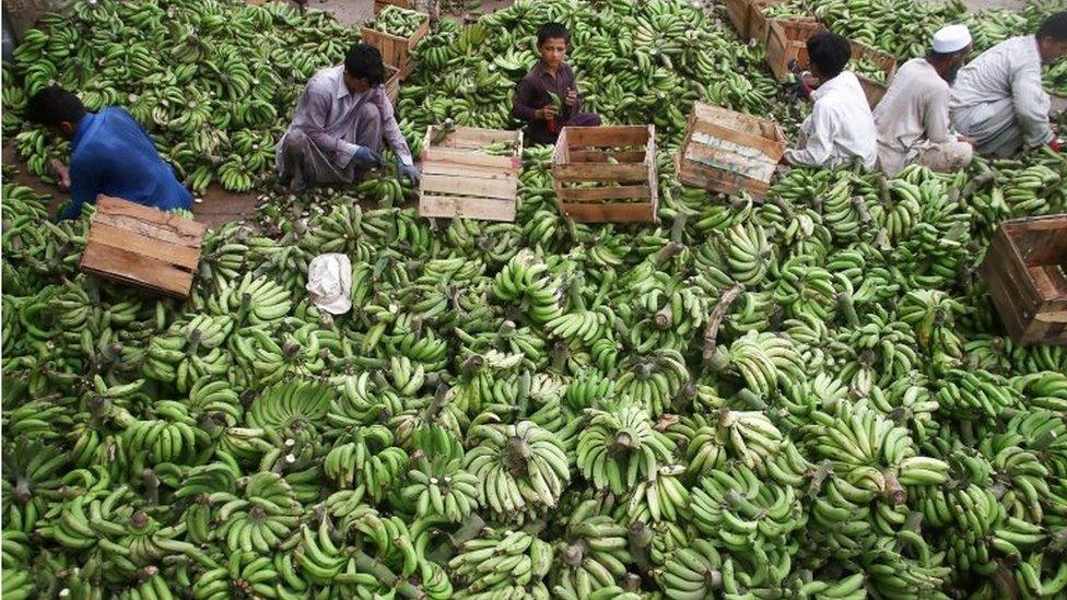 Fruit sellers display bananas at a fruit market in Karachi, Pakistan, 26 May 2017