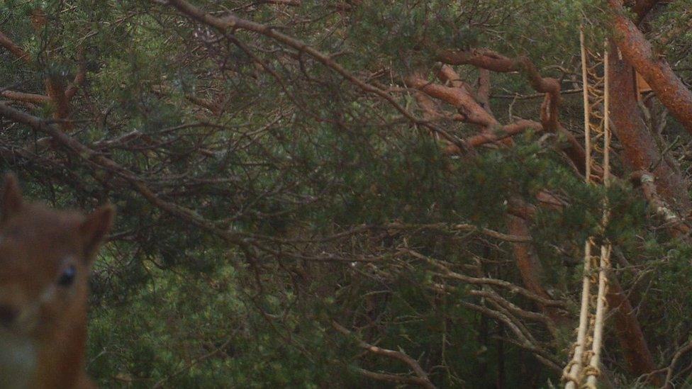 Rope bridge and squirrel