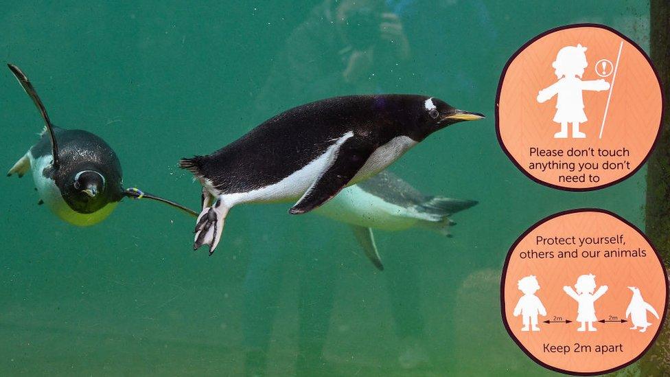 Penguins in Edinburgh Zoo