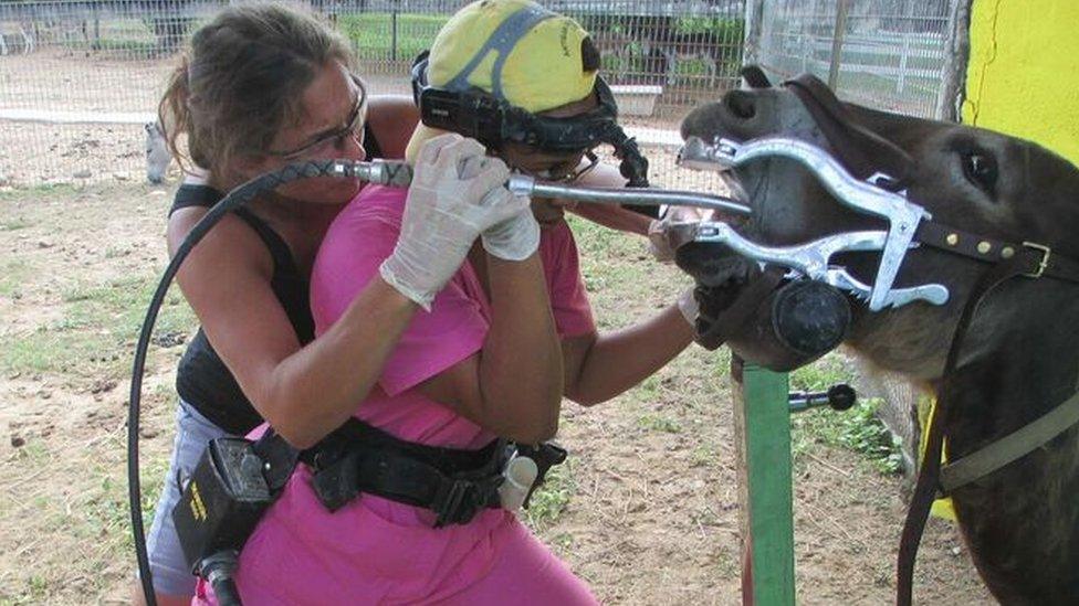 Two women use a dental device to work on a donkey at the sanctuary