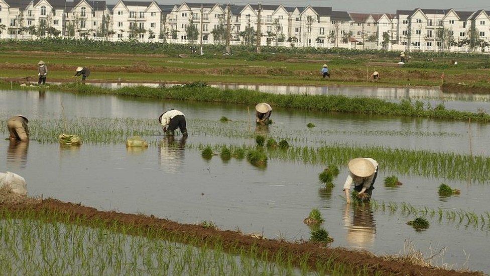 Rice farmers in Vietnam