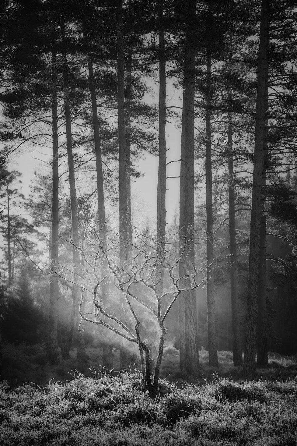 A bare tree is illuminated in a spotlight in the forest