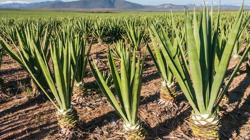 Sisal plant in Kenya