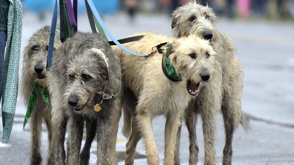 Irish wolfhounds St Patrick's in Washington