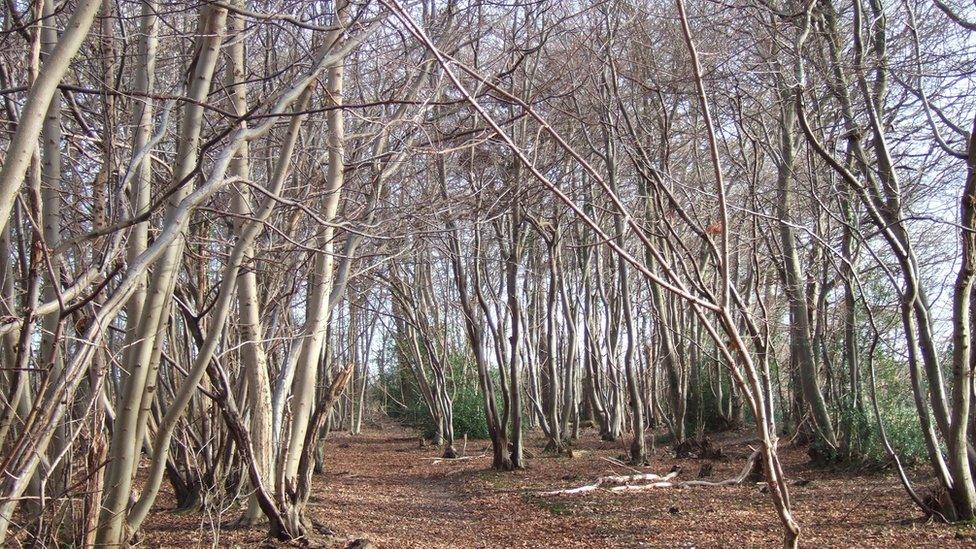 A forest of dead trees