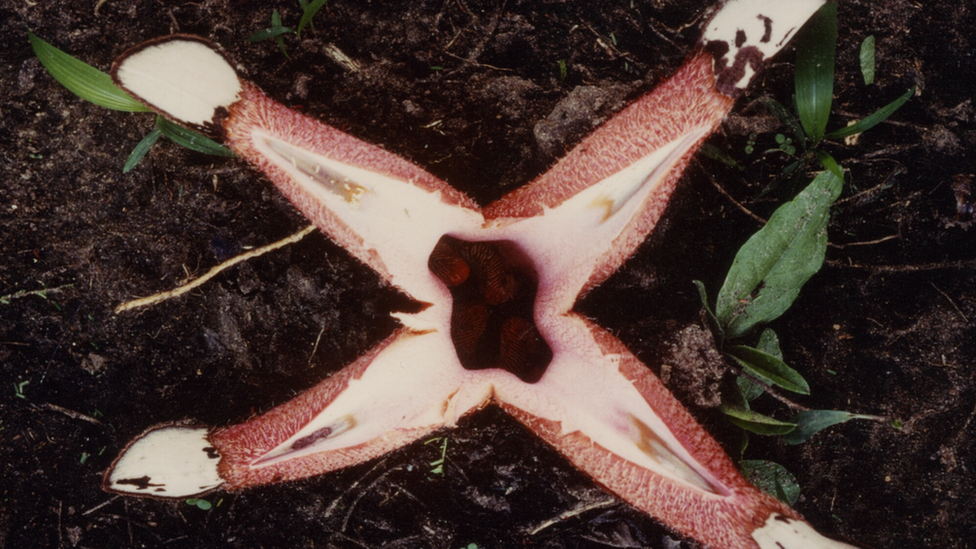 An open Hydnora