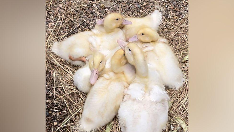 Ducklings