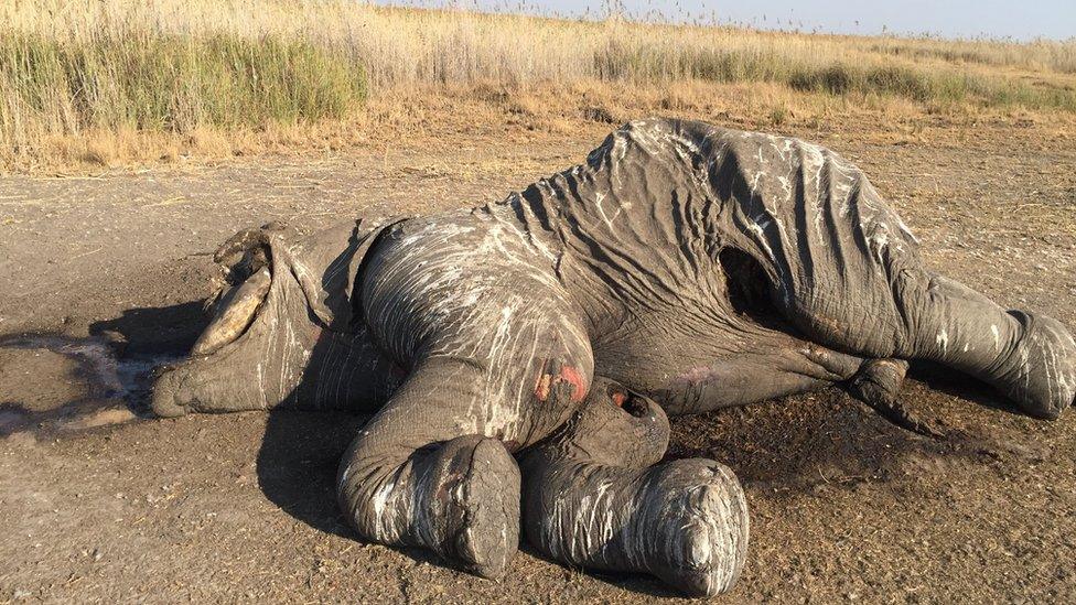 Elephant carcass