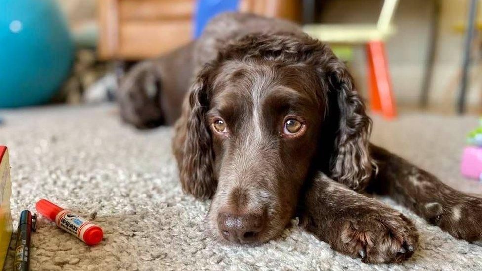 An annoyed-looked spaniel