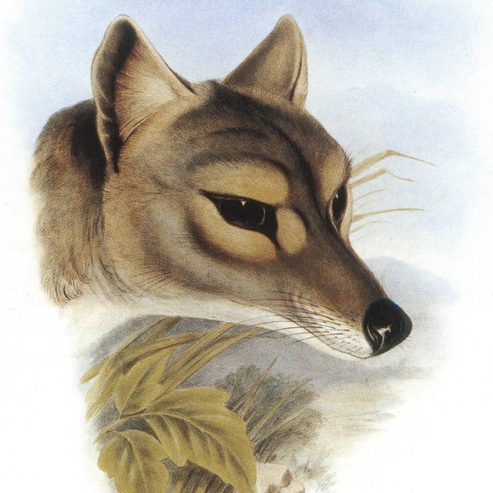 A period illustration of the Tasmanian Tiger