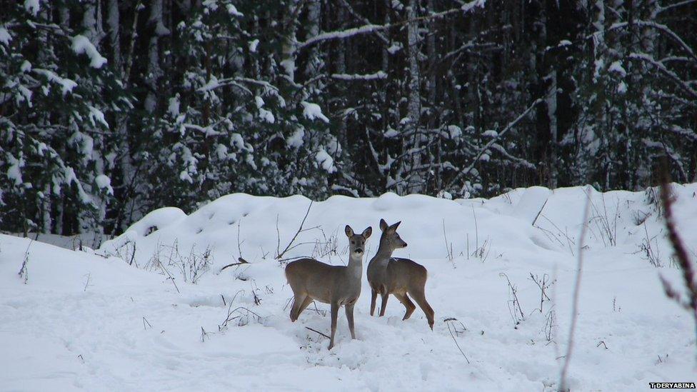 Roe deer near Chernobyl nuclear power plant (c) Tatyana Deryabina