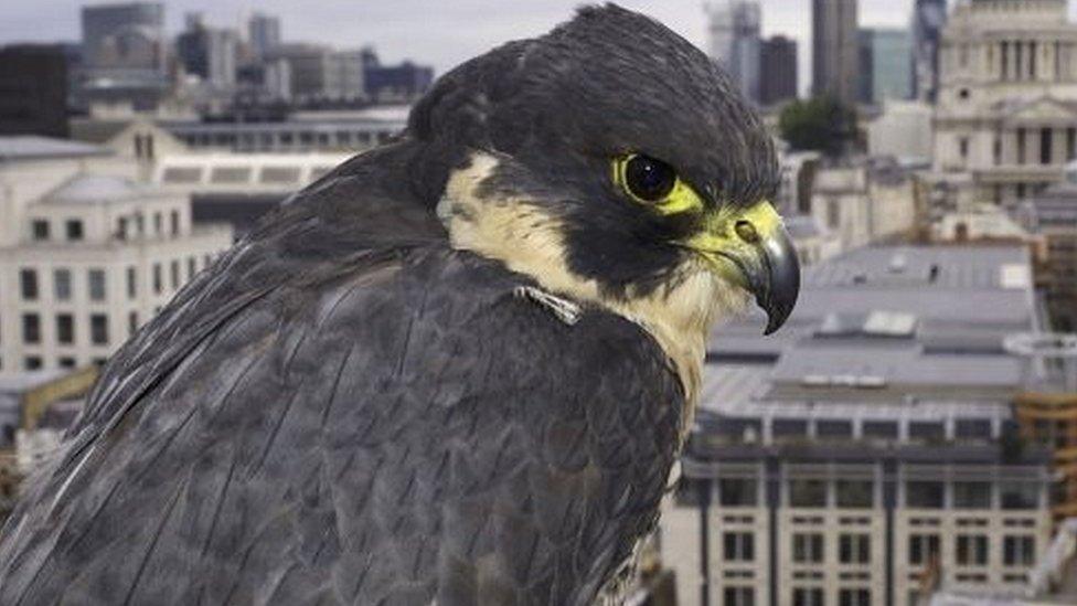 Peregrine falcon