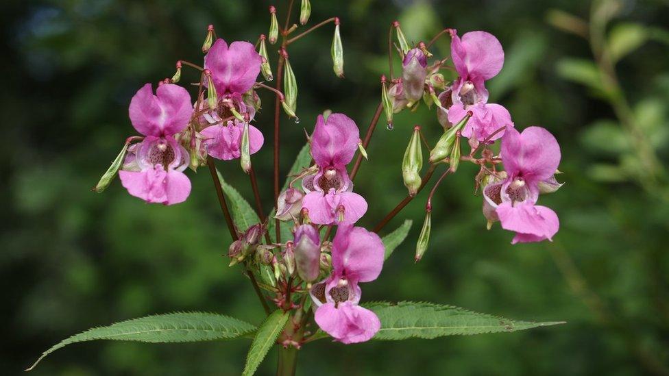 Himalayan balsam