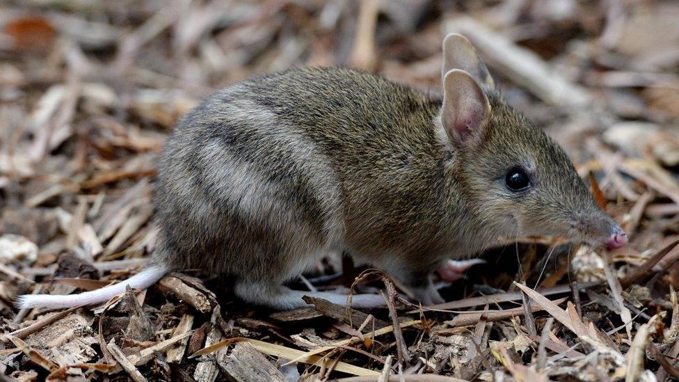 An Eastern Barred Bandicoot