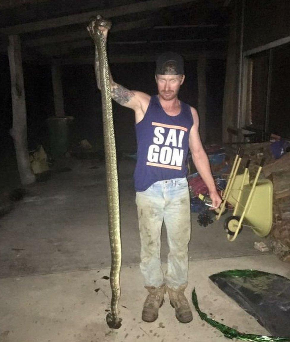 Picture shows dead snake at Eungai Rail in New South Wales