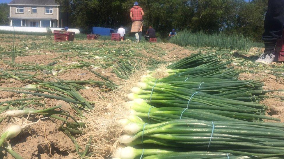 Scallions