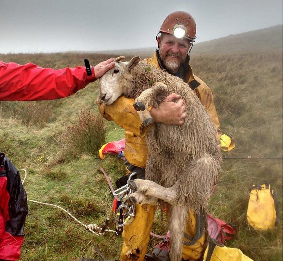 Rescuer holding sheep