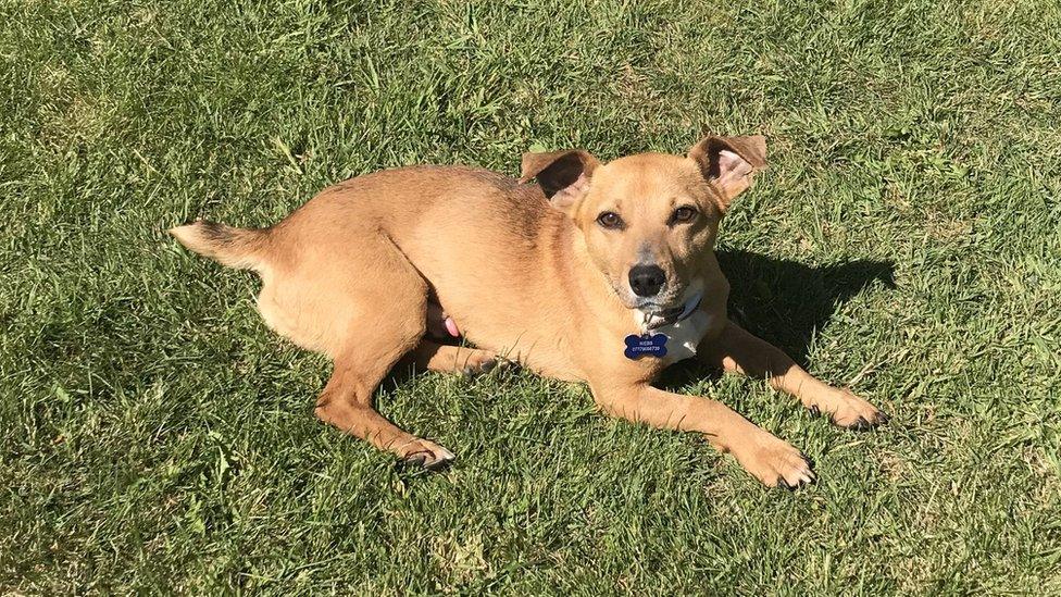 Barney lying on grass