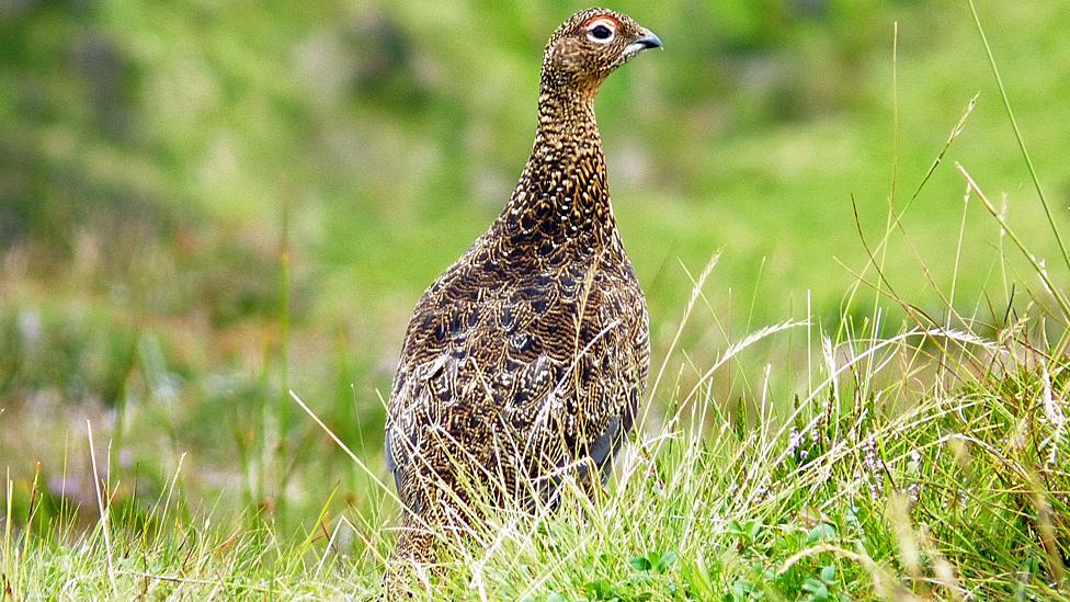 Red grouse