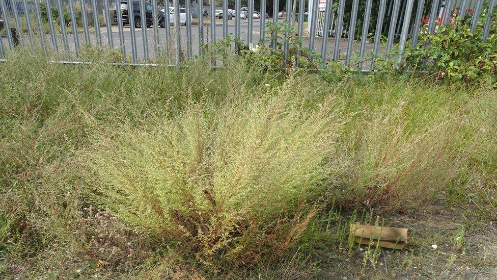 Field wormwood at Brandon Nature Reserve