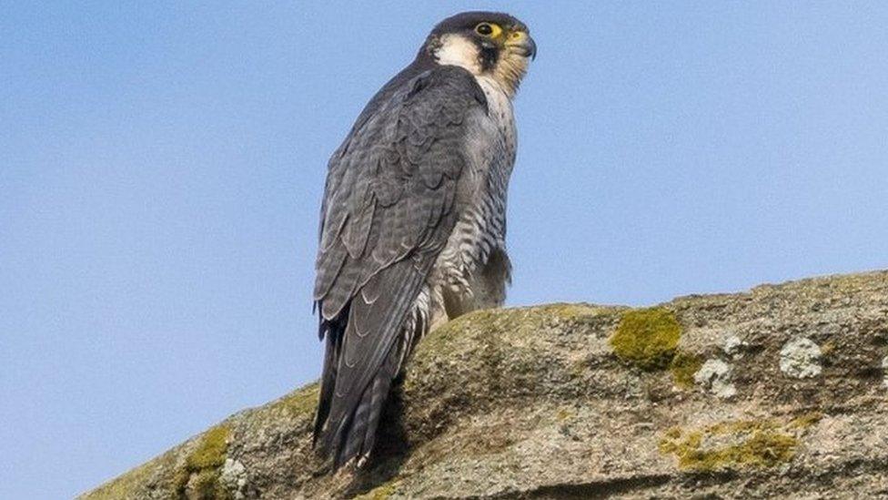 Peregrine falcon at Ely Cathedral